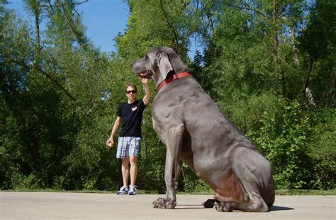 Worlds Biggest Dog (282lb BEAST!) OMG!